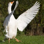 gans